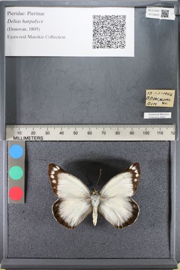 Media type: image;   Entomology 139920